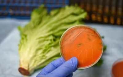 Nuevo Reglamento UE 2024/2895: Más control sobre Listeria en alimentos