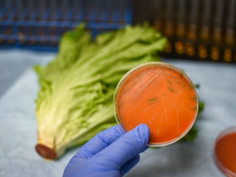 Nuevo Reglamento UE 2024/2895: Más control sobre Listeria en alimentos